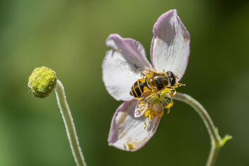 Bosbijvlieg - Hoverfly - Eristalis horticola - бесплатный image #483589