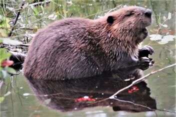 The happy beaver in Wilderness - image #483609 gratis
