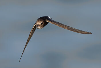 A Little Swift in Flight with moutful of insects for its nest - Free image #483629