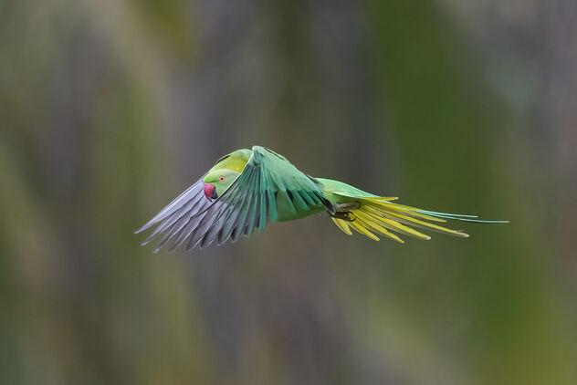 A Rose Ringed Parakeet flying away after a turf war with an owlet - Free image #483689