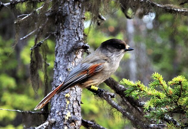 Siberian Jay on the Branch - Kostenloses image #483759