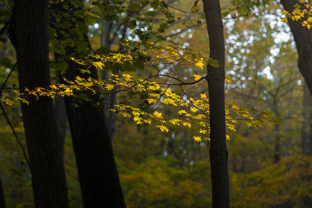 Fall Leaves in Linn Run SP - бесплатный image #483899