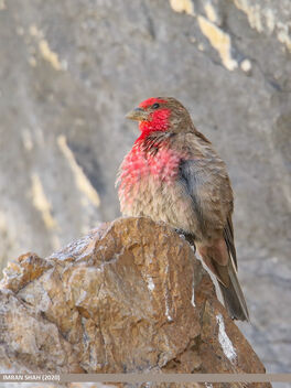 Red-fronted Rosefinch (Carpodacus puniceus) - image #483959 gratis