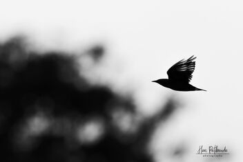 Experimental Shot - A Chestnut Billed Starling taking flight - Free image #483979