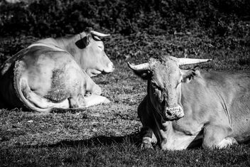 Two cows - image #484069 gratis