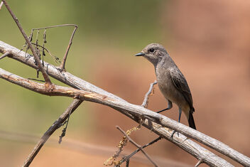 A Pied Bushchat look for insects - Free image #484079