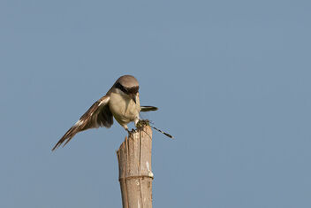 A Bay Back Shrike Struggling to hold on to its catch - image #484129 gratis