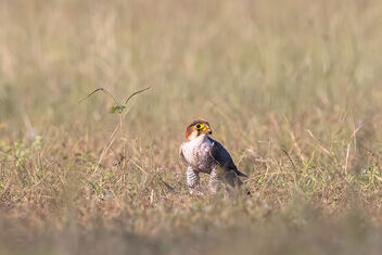 A Red Necked Falcon with a Kill - image gratuit #484209 