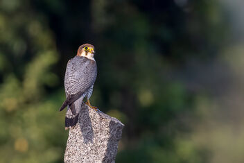 A Red Necked Falcon waiting for me to leave - Free image #484219