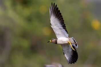 Flight to safety - An Yellow Wattled Lapwing trying to escape an Oriental Honey Buzzard - бесплатный image #484399