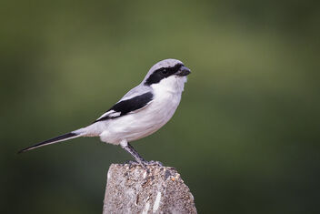 A Great Grey Shrike in the grasslands - Free image #484589