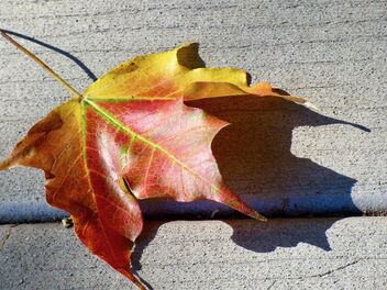 Autumn Color - image #484719 gratis