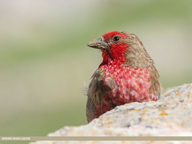 Red-fronted Rosefinch (Carpodacus puniceus) - бесплатный image #484769