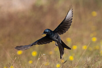 A Black Drongo Hunting for insects - image #485029 gratis