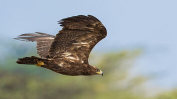 A Steppe Eagle in Flight - image #485219 gratis