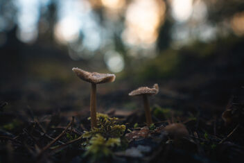 [Frosty Fungi] - Free image #485259
