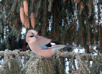 Jay on the branch - Free image #485349