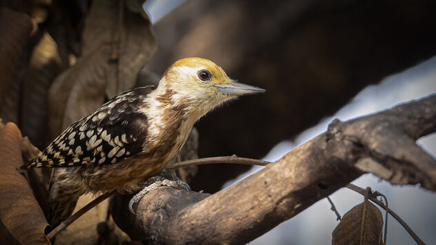 A Yellow Crowned Woodpecker in Action - image #485389 gratis