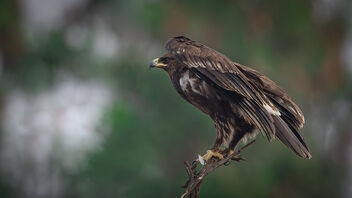 A Steppe Eagle taking flight - image #485429 gratis