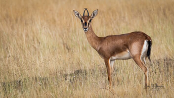A Female Indian Gazelle (Chinkara) in the grasslands - бесплатный image #485469