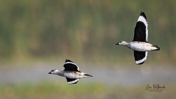 A Pair of Cotton Pygmy Goose in flight - image gratuit #485609 