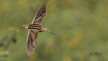 A Common Snipe in Flight - Free image #485759