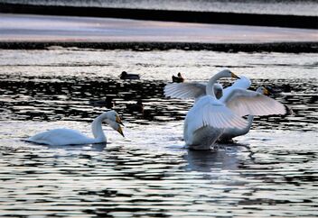 Swans - Free image #485889