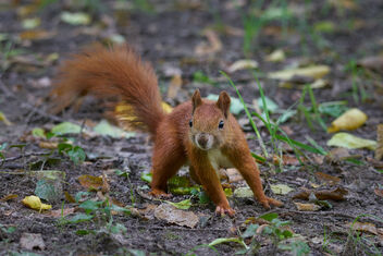 Courious squirrel - image #485999 gratis