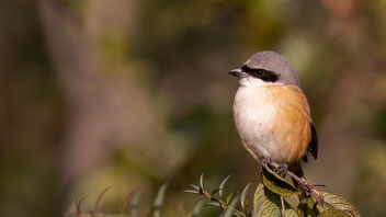 A Grey Backed Shrike in the morning - image gratuit #486089 