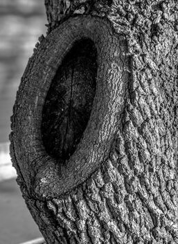 Tree Eye - Free image #486099