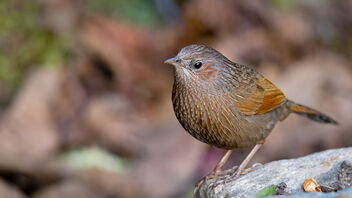 A Streaked Laughingthrush in the open - Kostenloses image #486109