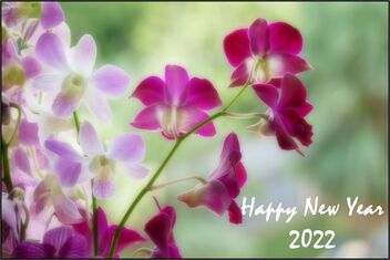 Happy New Year to everyone - Free image #486259