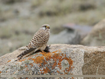 Common Kestrel (Falco tinnunculus) - image #486309 gratis