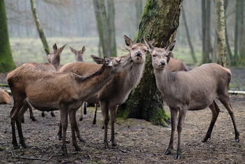 Eekholt Wildlife Park - Schleswig-Holstein - Germany - January 1st, 2022 - Kostenloses image #486359