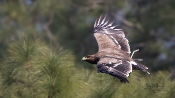 A Steppe Eagle flying over pine trees - бесплатный image #486559