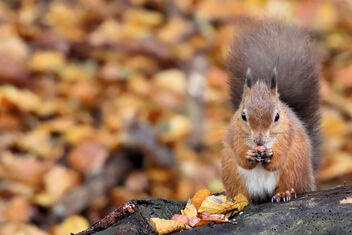 Red Squirrel - Free image #486609