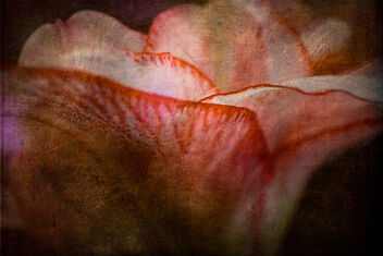 Amaryllis petals - Kostenloses image #486709