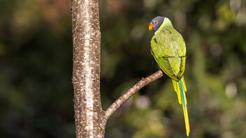 A Playful Slaty Headed Parakeet - Kostenloses image #486719