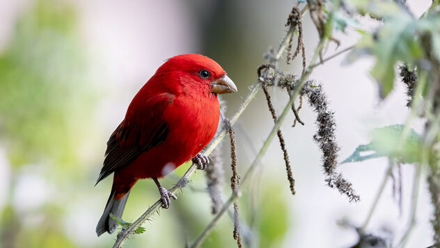 A Scarlet Finch feasting on a roadside plant - бесплатный image #486919