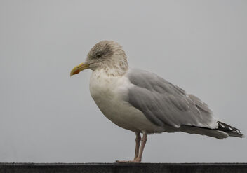 Herring Gull (Larus argentatus), winter plumage - бесплатный image #487089