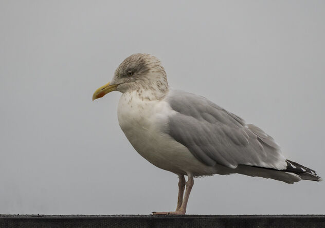 Herring Gull (Larus argentatus), winter plumage - image #487089 gratis