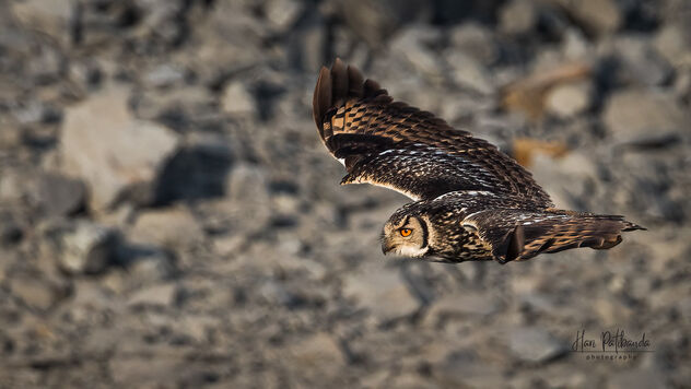An Indian Rock Eagle Owl in Flight - image #487159 gratis