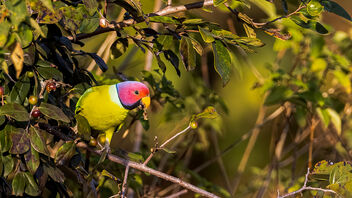 A Plum Headed Parakeet foraging on some wild berries - Free image #487279