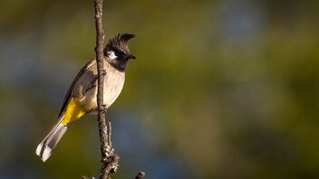 A Himalayan Bulbul on a lovely perch - Kostenloses image #487459