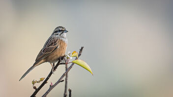 A Rock Bunting late in the evening - бесплатный image #487469