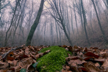 En el bosque - image #487519 gratis
