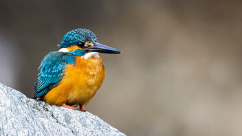 A Common Kingfisher cooling off after a meal? - image #487649 gratis