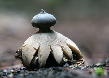 Earth star. - Kostenloses image #487669