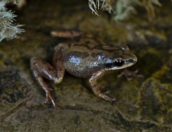 Upland Chorus Frog (Psuedacris ferarium) - бесплатный image #487909