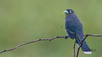A Blue Faced Malkoha foraging in the evening - image #487929 gratis